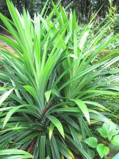 Plantzoin Pandanus Plant
