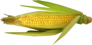 Countgreen Plus Maize (Desi Corn/Bhutta/Makka/Makai/Jwaar) Seed