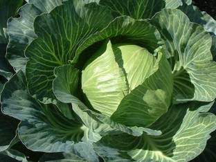 Countgreen Plus Cabbage (Patta Gobhi/Band Gobhi/Karamkalla) Seed