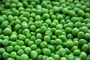 Countgreen Plus Pea (Matar/Peas/Matar Ki Fali) Seed