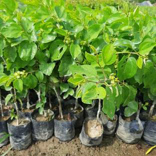 GLOBAL BAZAAR Bel Plant