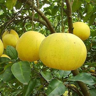 Bahan Lemon Plant