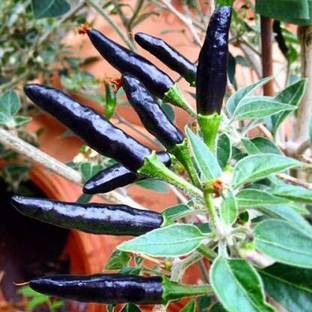 Seedshub Black Cobra Pepper Chilli seeds, Black Pepper seeds Seed