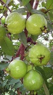 Jasoos GUAVA HYBRID SEEDS Seed