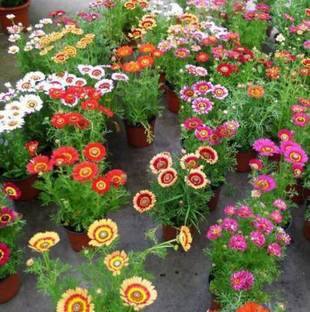 Seedshub Chrysanthemum Seed