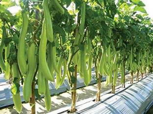 GreenyOn Brinjal