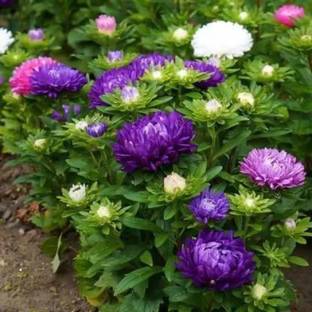 Seedshub Chrysanthemum Flower seeds Seed