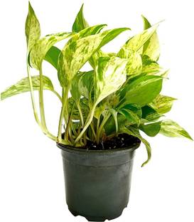 Click to purchase Money Plant
