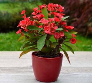 Cloud Farm Euphorbia Plant