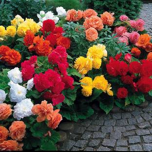 GREENBAAG Begonia Mixed Seed