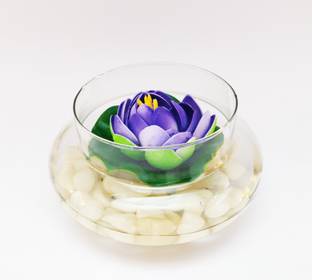 AGAMI Lotus Plant