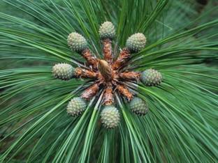 SHOP 360 GARDEN Pinus kesiya ,Khasi pine , Benguet pine, Three-needled Pine Tree seeds For Planting Seed