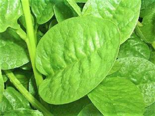 KOO Retails Green Malabar Spinach Seed