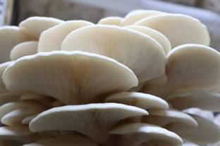 FarmCare Oyester Mushroom Seed