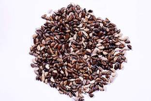 EasySeeds Napier Grass, Elelphant Grass, Uganda Grass Seed