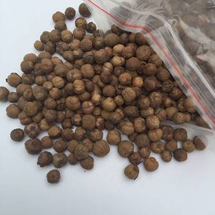 48 Degrees Teak Seeds 100 Gms Seed