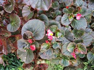 NATURE WISE YOU Begonia Vanusta Plant
