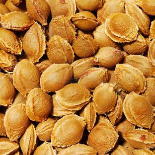 V Seed Khurmani (Apricot) 3 Seed Seed