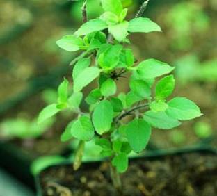 V Seed Ram Tulsi Seed