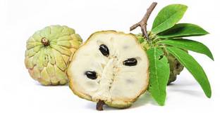 V Seed Sharifa (Custard apple) Seed