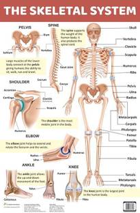 The Skeletal System : Charts