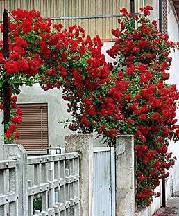 Samarthgreens Rose Plant