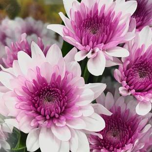 sporos Chrysanthemum Good Flower Seed