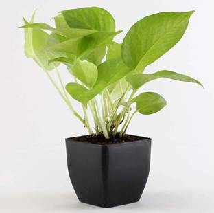 AGAMI Money Plant