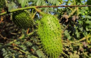 EasySeeds Sagargota ,Karanjwa, Caesalpinia Bonducella Seed