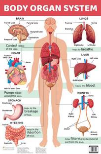 Body Organ System : Charts