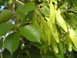 V Seed Shisham Seeds Seed