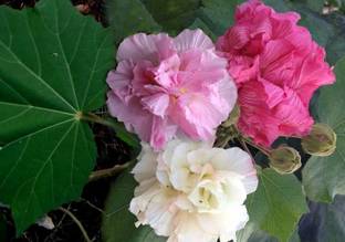 Kapebonavista Sthal Kamal Changeable Rose Chinese Rose Confederate, it is a plant not a seed Seed