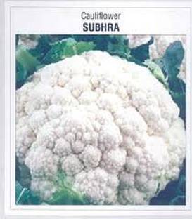 Sjeme Pant Shubhra Gobi seed Seed