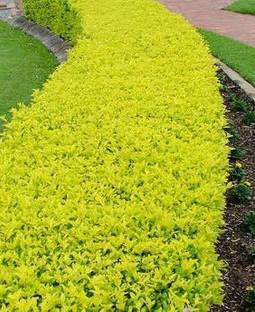 MHIMI Duranta Plant