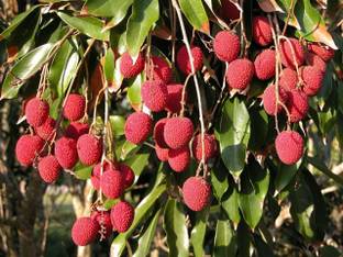 Bahan Litchi Plant Seed