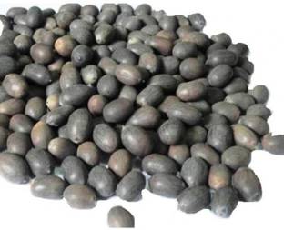 JASORIYA Natural KAMAL GATTA./Lotus Seeds/ Plant Seeds, A Grade Quality Seed