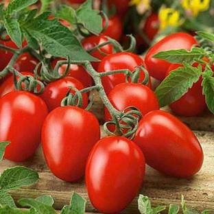 VibeX Tomato Pusa Ruby - Desi Vegetable Seeds Seed