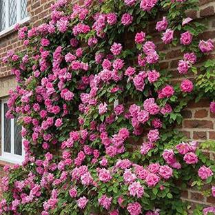greenhousestore Rose Plant