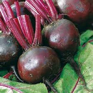 Sjeme Gladiator beetroot seed Seed