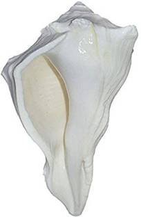 White Aura Vastu Store Dakshin Mukhi Shankh Big Decorative Showpiece  -  12 cm