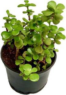 Tijiko Jade Plant