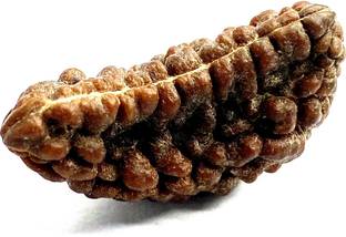 महंत जी 100% Lab Certified Natural 1 Mukhi / Ek Mukhi Rudraksha With Gangajal And Chandan From Kashi लकड़ी