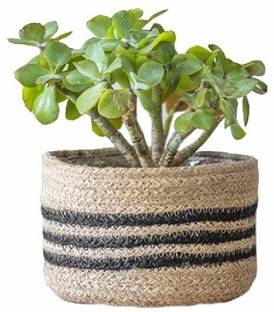pepme Plant Container Set