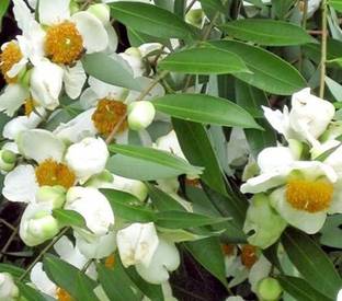 Kapebonavista Mesua Ferrea live plant not Seed