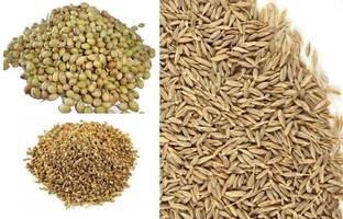 SSV Collections Combo of Dhaniya Powder, Bhuna Jeera and Bhuna Ajwain