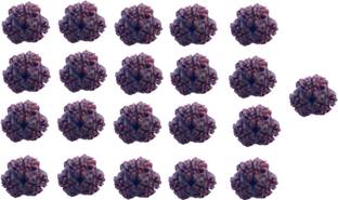 Bhuwar 3 mukhi rudraksha 21 pcs set with hole Shell
