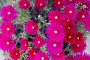 sporos Mesembryanthemum Seed