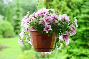 sporos Petunia Seed