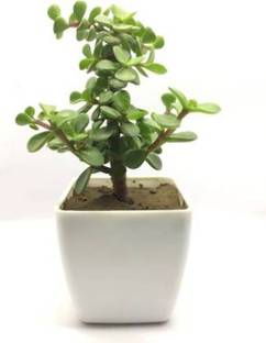 Wavingleaf Jade Plant