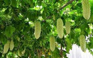 Sjeme Priya (VK1) Karela seed Seed